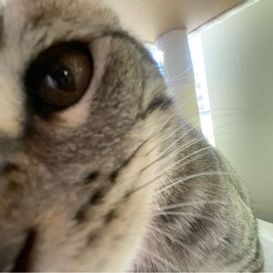 Meet your Posher, Bedhead